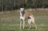 WHIPPET 364